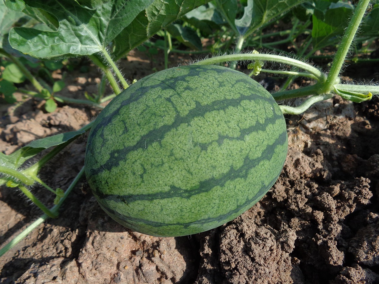 découvrez l'importance de la santé des sols pour l'agriculture durable et la préservation de l'environnement. apprenez des pratiques pour améliorer la fertilité du sol, favoriser la biodiversité et garantir des cultures plus robustes tout en protégeant notre écosystème.