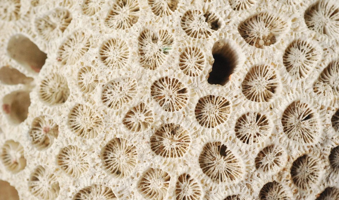 découvrez la richesse de la biodiversité marine, ses écosystèmes fascinants, et l'importance de sa protection pour l'équilibre de notre planète. explorez les espèces marines et leur rôle crucial dans la santé des océans.