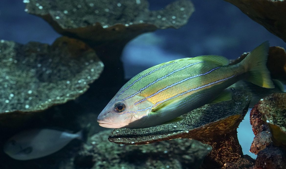 découvrez l'importance et la richesse de la biodiversité, un véritable trésor de la nature qui soutient notre écosystème. apprenez comment préserver la diversité des espèces et leur habitat pour un avenir durable.