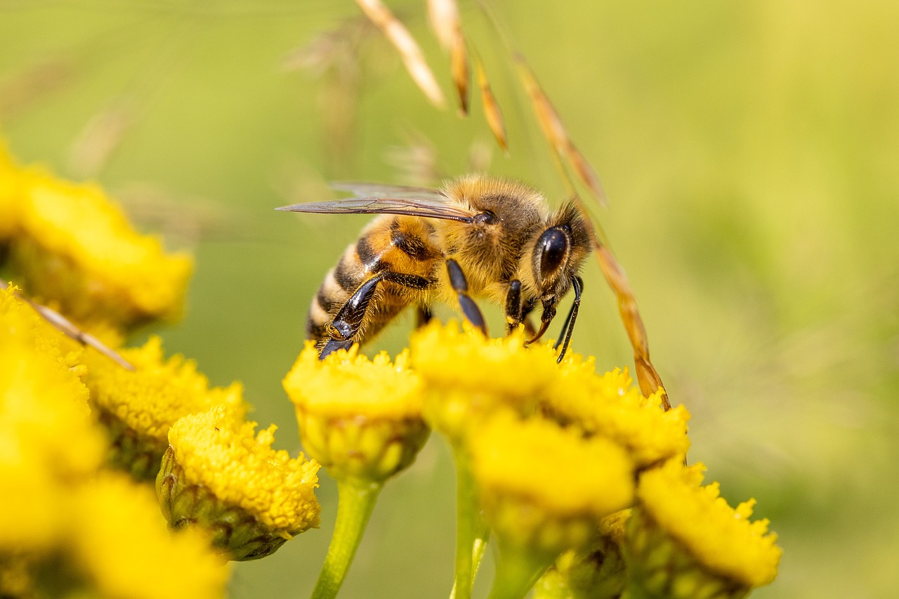 découvrez l'importance de la biodiversité pour notre planète. apprenez comment la diversité des espèces et des écosystèmes contribue à l'équilibre écologique, à la santé humaine et à la durabilité de notre environnement. explorez des stratégies pour préserver cette richesse naturelle