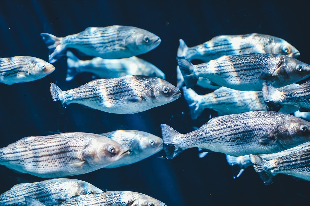 découvrez la richesse et la diversité de la biodiversité marine, un écosystème essentiel à la santé de notre planète. explorez les espèces marines, leur habitat et l'importance de leur protection face aux menaces actuelles.