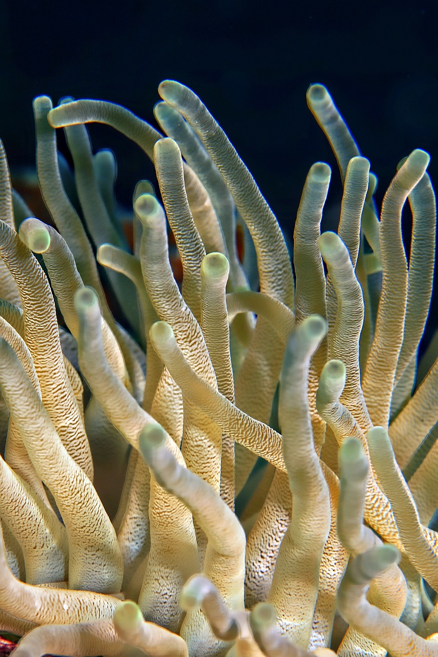 découvrez la richesse de la biodiversité marine, un écosystème incroyable regorgeant de vie. explorez l'importance de la préservation des océans et de leurs espèces uniques pour un avenir durable.