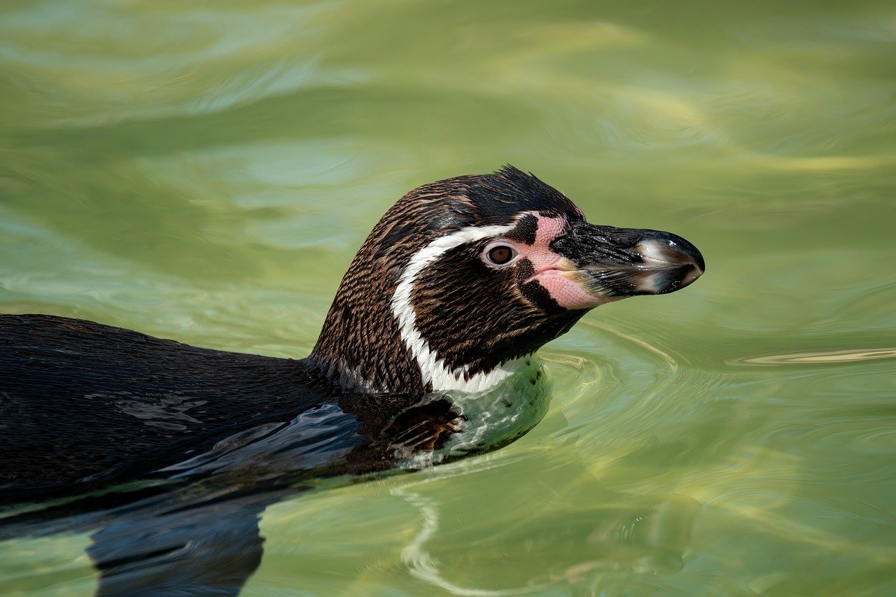découvrez la richesse de la biodiversité marine, ses enjeux écologiques cruciaux et les efforts de préservation pour protéger nos océans et leurs écosystèmes fascinants.
