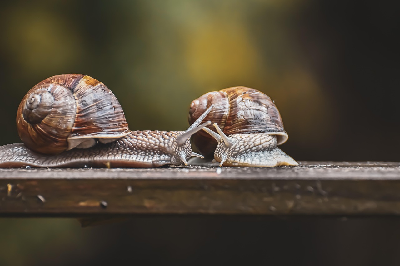 découvrez l'univers de la slow fashion, un mouvement éthique et durable qui privilégie des vêtements écoresponsables, conçus pour durer. apprenez à adopter un mode de consommation conscient et à favoriser des marques engagées pour un impact positif sur la planète.