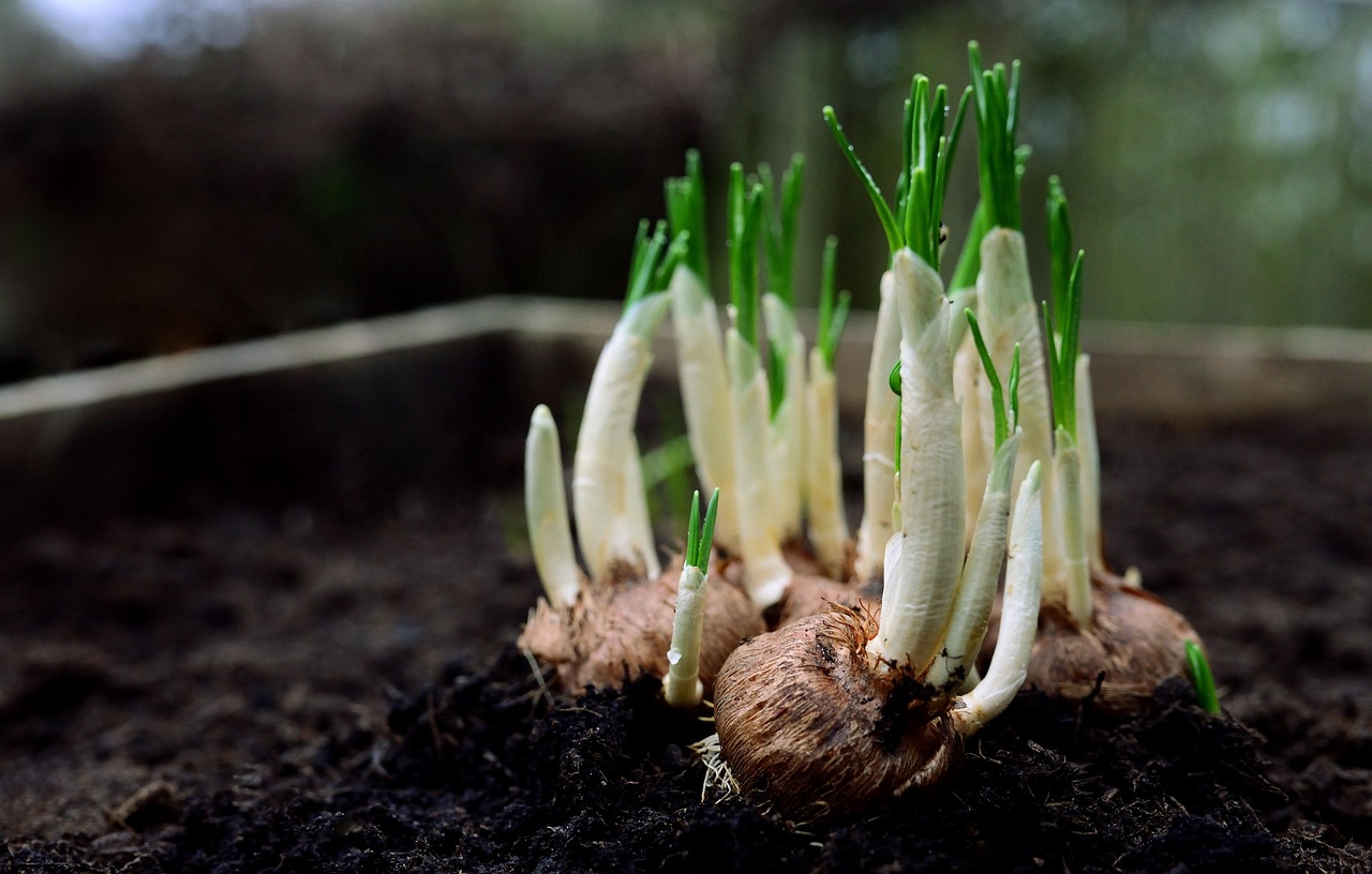 découvrez les méthodes innovantes de récupération des sols pour restaurer la santé de l'environnement. apprenez comment promouvoir la biodiversité et améliorer la qualité des terres grâce à des pratiques durables.