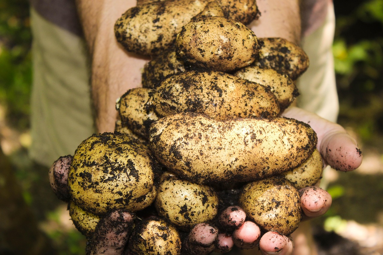 découvrez les meilleures pratiques pour la récupération des sols, incluant des méthodes durables et innovantes pour restaurer la santé des terres. apprenez comment revitaliser les sols dégradés et favoriser la biodiversité tout en soutenant l'agriculture durable.