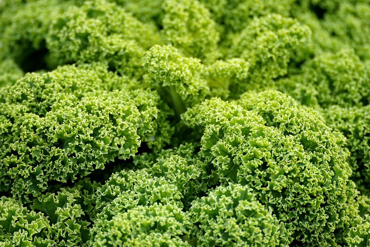 découvrez l'agriculture urbaine, une pratique innovante qui transforme nos villes en espaces verts productifs. explorez ses avantages écologiques, sociaux et économiques, et comment elle contribue à la durabilité urbaine tout en rapprochant les communautés.
