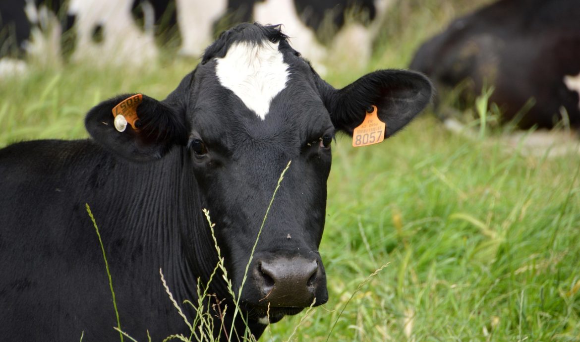 découvrez la production de lait neutre en carbone, une méthode durable qui vise à réduire les émissions de gaz à effet de serre tout en garantissant des produits laitiers de qualité. engagez-vous pour un avenir plus vert avec notre approche innovante et respectueuse de l'environnement.