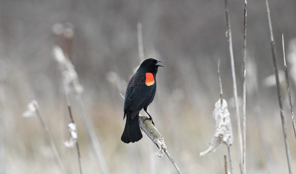 découvrez les habitats naturels, ces écosystèmes riches et variés qui abritent une biodiversité incroyable. apprenez comment ils fonctionnent, leur importance pour l'environnement et les menaces qui pèsent sur eux.