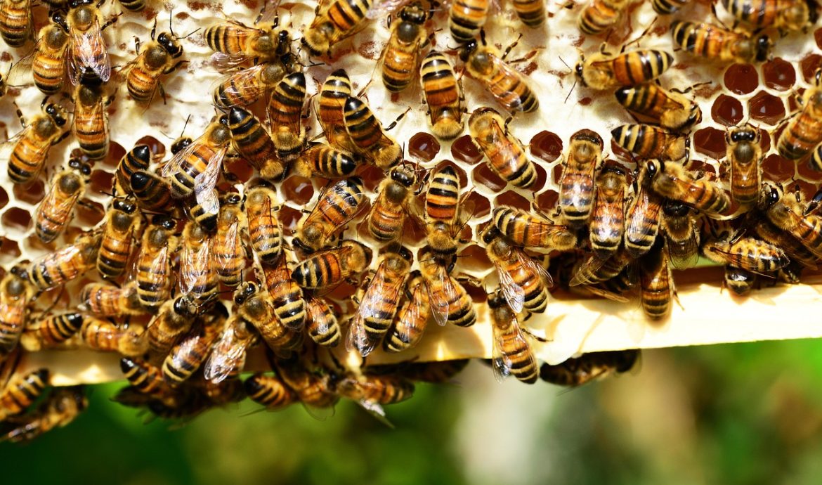 découvrez la richesse de la biodiversité, son importance pour notre planète, et les actions à entreprendre pour la préserver pour les générations futures.
