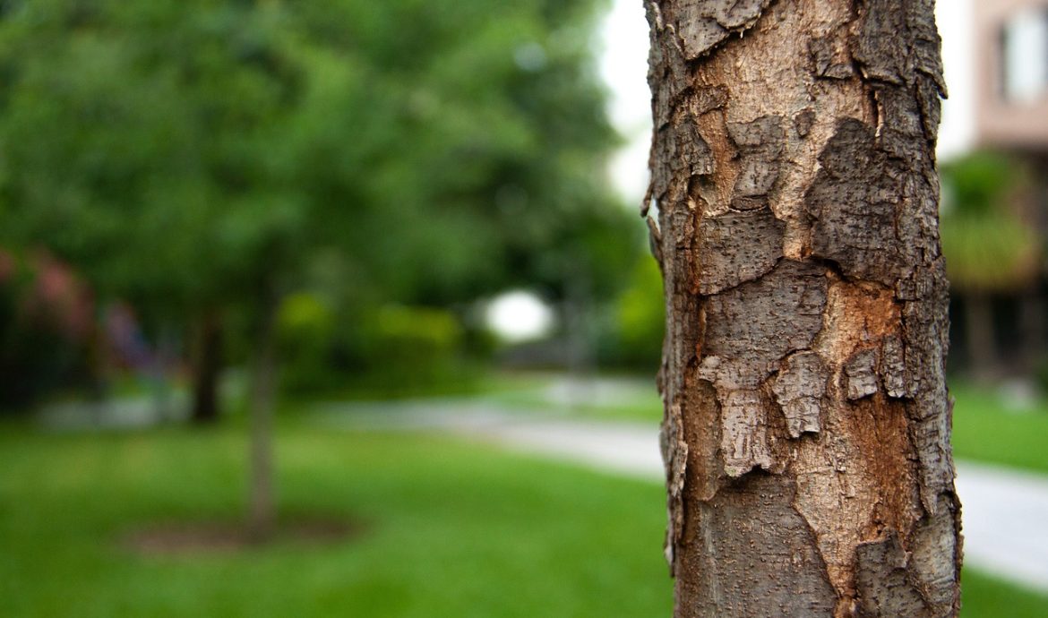 découvrez l'importance de la reforestation pour la biodiversité et la lutte contre le changement climatique. apprenez comment contribuer à la restauration des écosystèmes forestiers et préserver notre planète pour les générations futures.