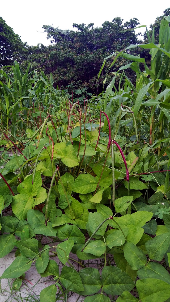 découvrez l'agroforesterie, une pratique durable alliant agriculture et foresterie pour promouvoir la biodiversité, améliorer la qualité des sols et optimiser la production agricole tout en préservant l'environnement.