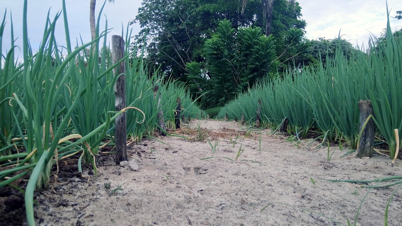 découvrez l'agroforesterie, une pratique durable qui combine agriculture et foresterie pour favoriser la biodiversité, améliorer la productivité des terres et lutter contre le changement climatique. explorez les bienfaits environnementaux et économiques de cette méthodologie innovante.