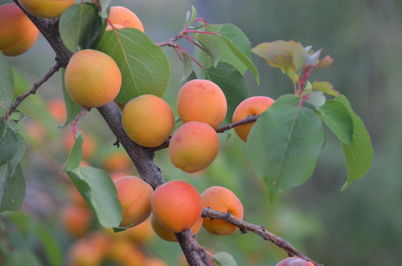 découvrez l'agroforesterie, une pratique innovante qui combine agriculture et foresterie pour promouvoir la biodiversité, améliorer la fertilité des sols et augmenter la durabilité des exploitations agricoles. apprenez comment cette méthode peut transformer votre approche de l'agriculture tout en préservant l'environnement.