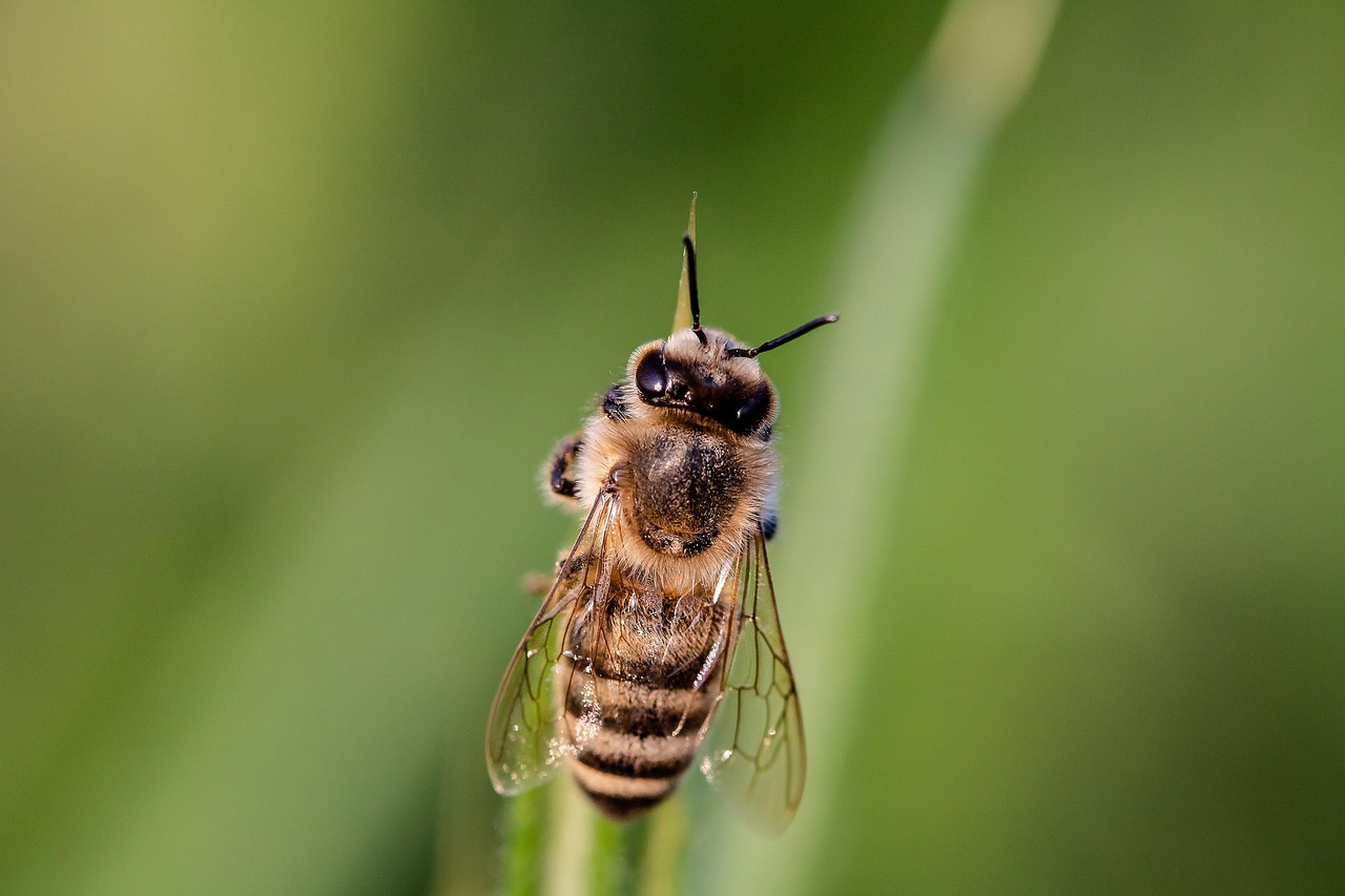 découvrez l'importance de la biodiversité pour notre planète. comprenez comment les différentes espèces interagissent et contribuent à l'équilibre des écosystèmes, et apprenez les actions pour préserver cette richesse naturelle.