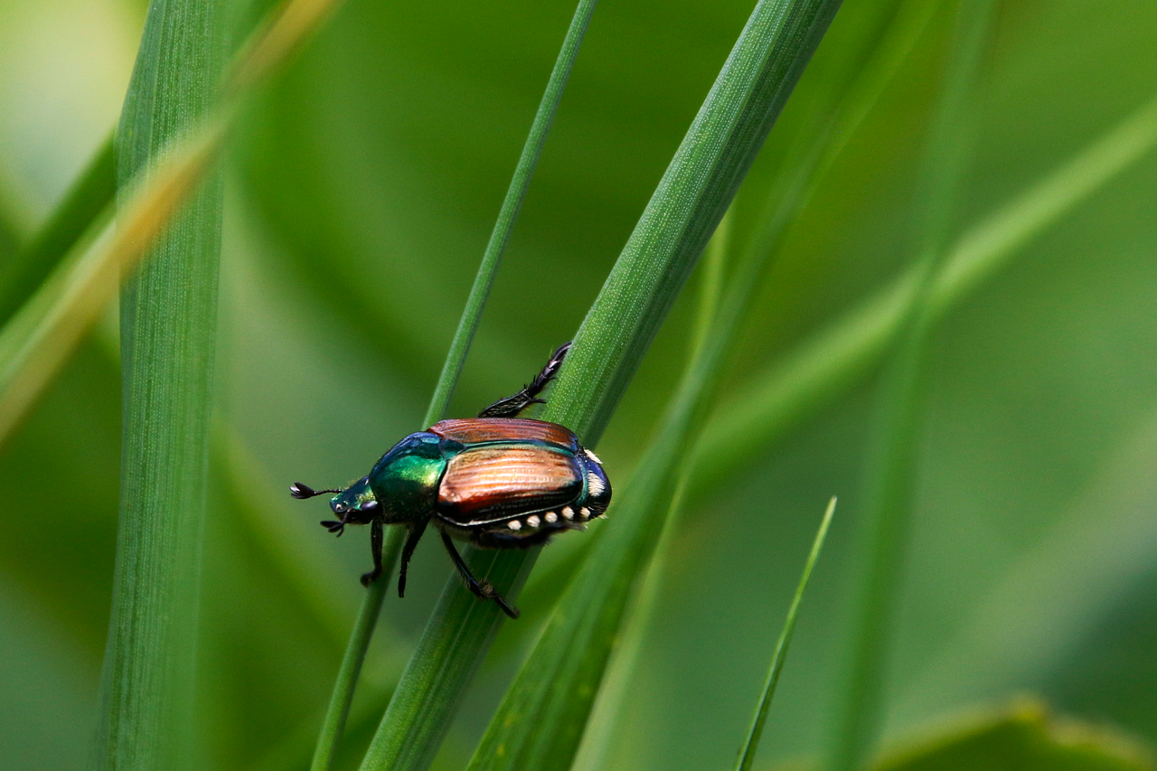 découvrez l'importance de la biodiversité, la variété des espèces et des écosystèmes qui constituent notre planète. explorez les enjeux liés à la conservation de la biodiversité et son impact sur notre environnement et notre qualité de vie.