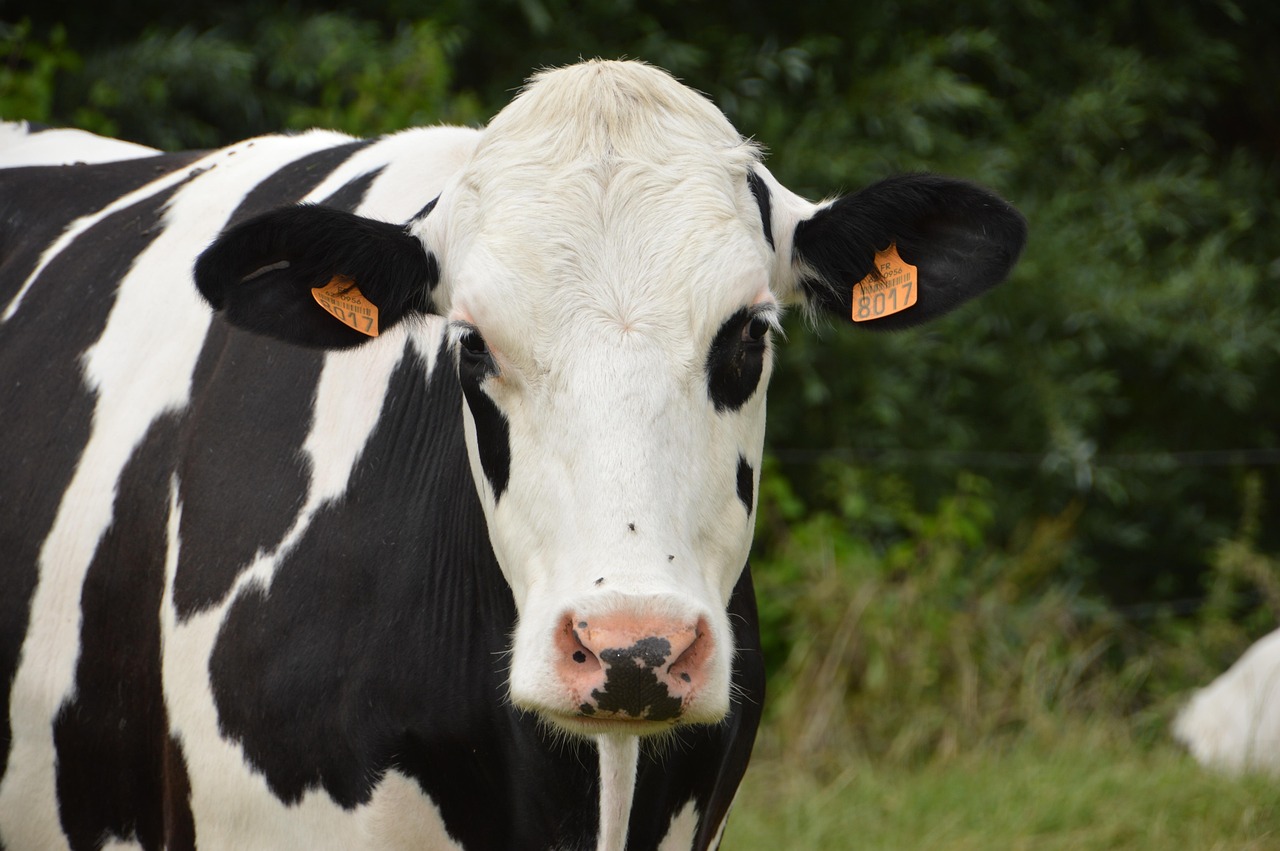 découvrez comment la production de lait neutre en carbone contribue à un avenir durable. apprenez les techniques innovantes et les pratiques écologiques qui minimisent l'impact environnemental tout en assurant la qualité du lait pour les consommateurs.