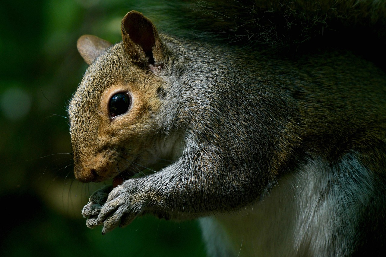 découvrez les habitats naturels, des écosystèmes diversifiés qui abritent une richesse incroyable d'espèces végétales et animales. explorez l'importance de la conservation de ces environnements pour la biodiversité et le bien-être de notre planète.