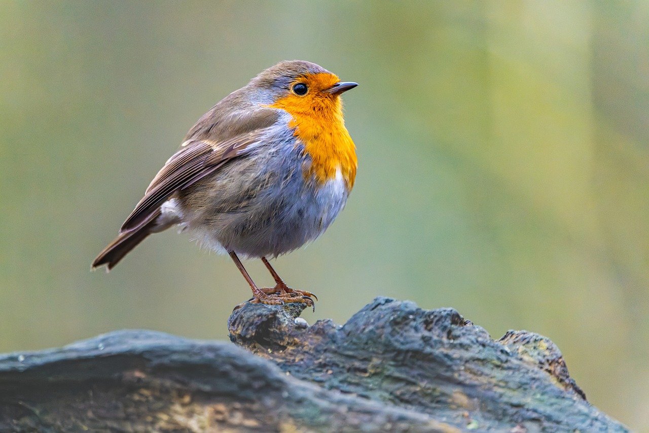 découvrez les habitats naturels, véritables refuges de biodiversité, où la faune et la flore s'épanouissent dans leur environnement d'origine. apprenez-en davantage sur l'importance de préserver ces écosystèmes uniques et leur rôle essentiel dans l'équilibre de notre planète.