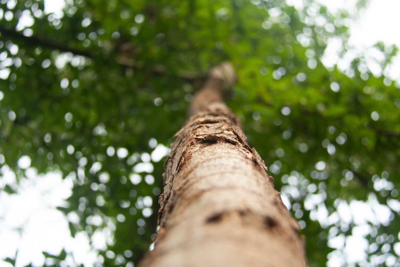 découvrez l'importance de la reforestation pour la planète, la biodiversité et le climat. explorez des initiatives, des projets et des conseils pour contribuer à la restauration des forêts et à la lutte contre le changement climatique.