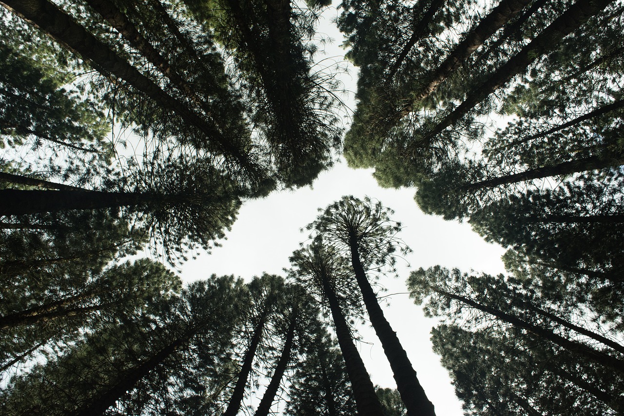 découvrez l'importance de la reforestation pour la planète. apprenez comment cette pratique contribue à restaurer les écosystèmes, à lutter contre le changement climatique et à préserver la biodiversité. engagez-vous pour un avenir durable en plantant des arbres et en soutenant des initiatives de reforestation.
