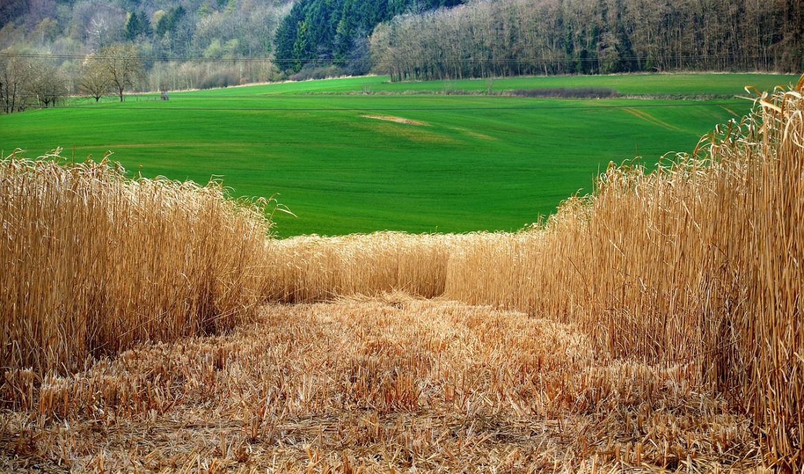 découvrez tout sur l'énergie de la biomasse : ses sources, ses avantages écologiques et son rôle clé dans la transition vers une énergie durable et renouvelable.