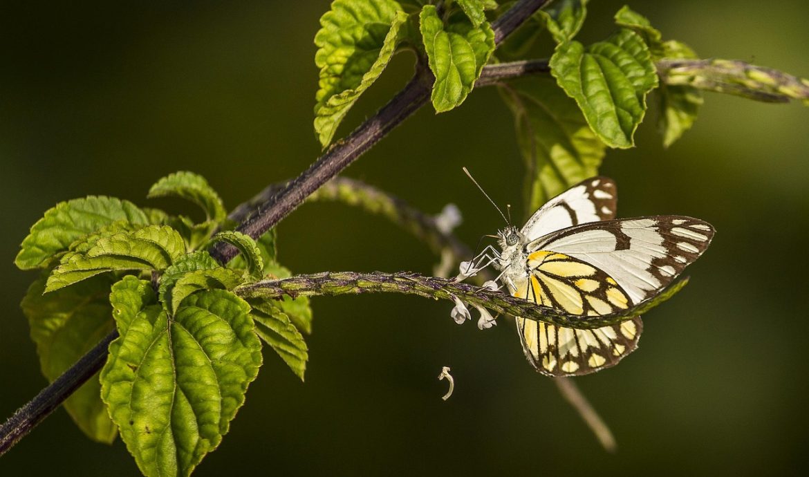 découvrez ce qu'est la biodiversité, son importance pour la planète et comment la préserver face aux menaces environnementales. informez-vous sur les enjeux et les solutions pour protéger la richesse du vivant.