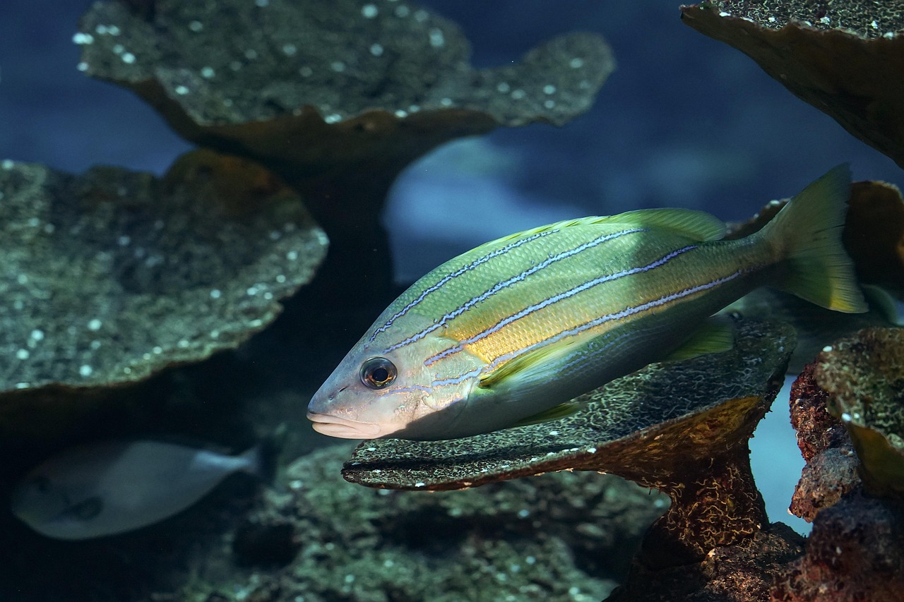 découvrez l'importance de la biodiversité, ses rôles essentiels pour l'équilibre de la planète, et comment la préserver pour un avenir durable.