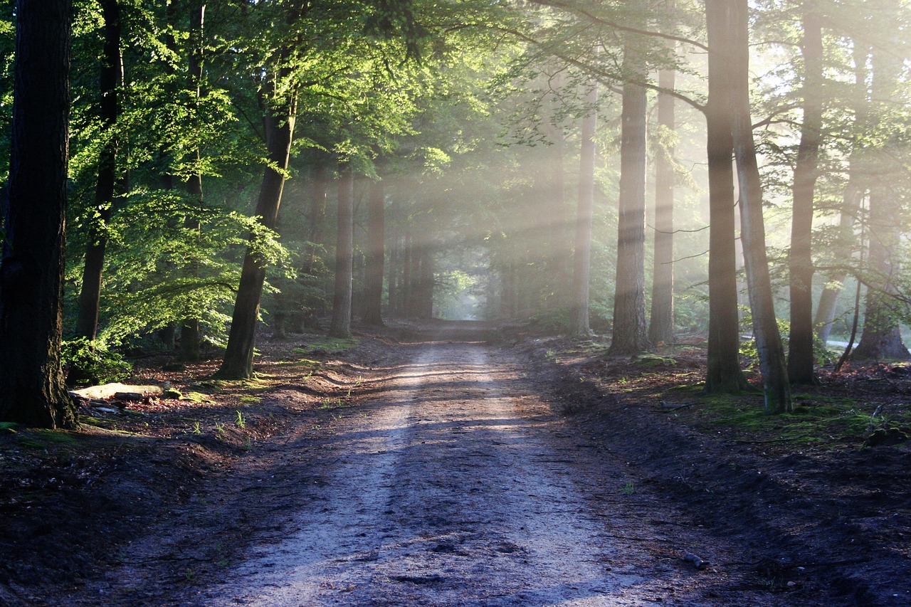 découvrez l'importance des forêts, leur biodiversité unique, leur rôle dans la préservation de l'environnement et les solutions pour les protéger face aux menaces actuelles.