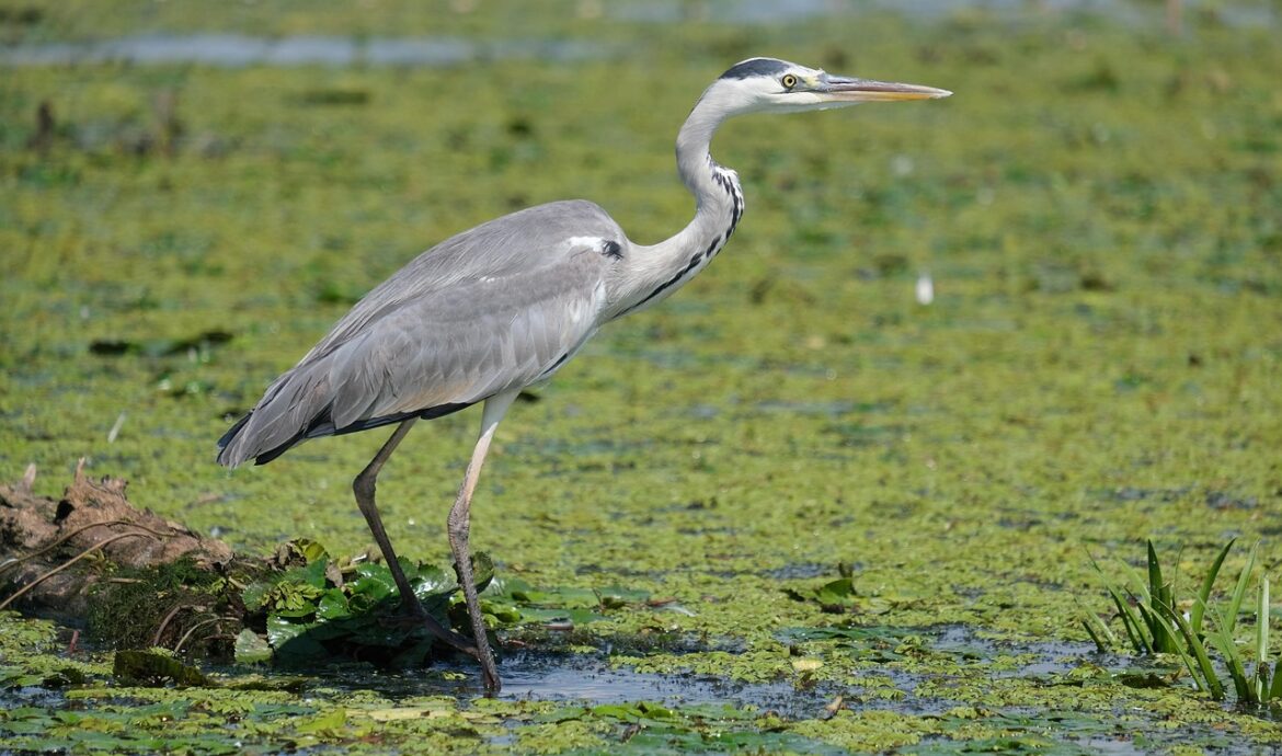 découvrez l'importance de la conservation de l'eau, des astuces pratiques pour économiser cette ressource précieuse et les bénéfices environnementaux liés à une gestion responsable de l'eau au quotidien.