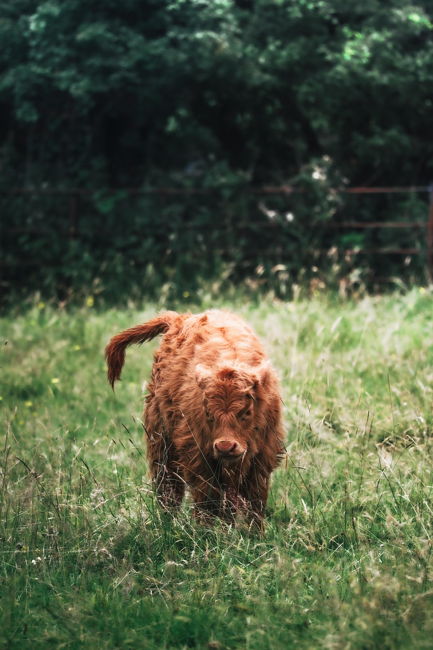 découvrez les enjeux environnementaux actuels et les actions pour protéger notre planète. informez-vous sur la nature, la biodiversité et le développement durable.