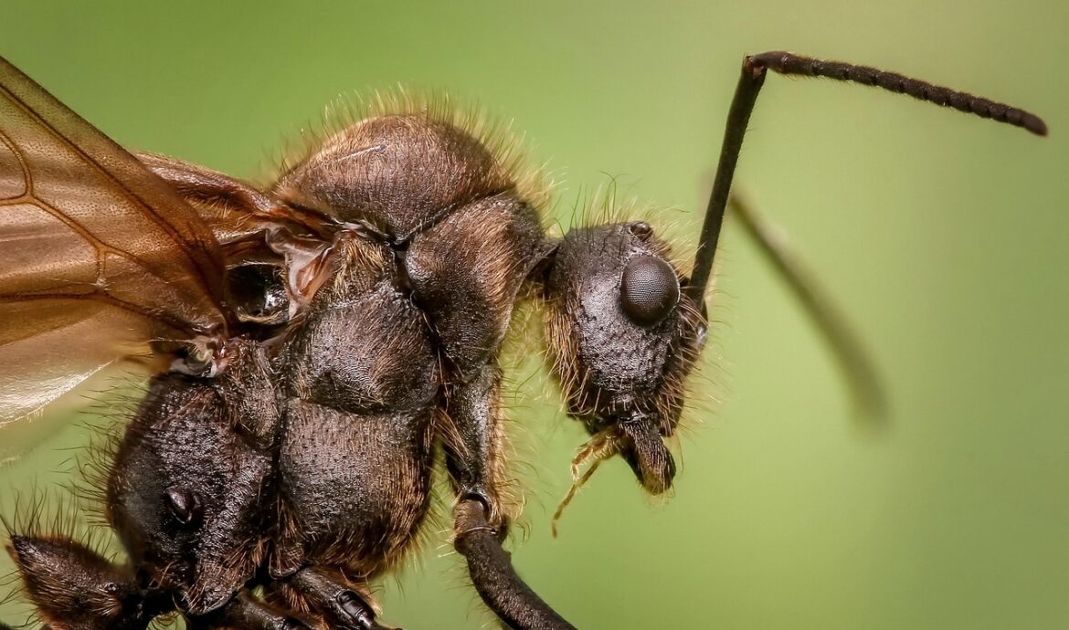 découvrez nos solutions efficaces pour éloigner les fourmis de votre maison et jardin. protégez votre espace avec notre répulsif anti-fourmis naturel et puissant.