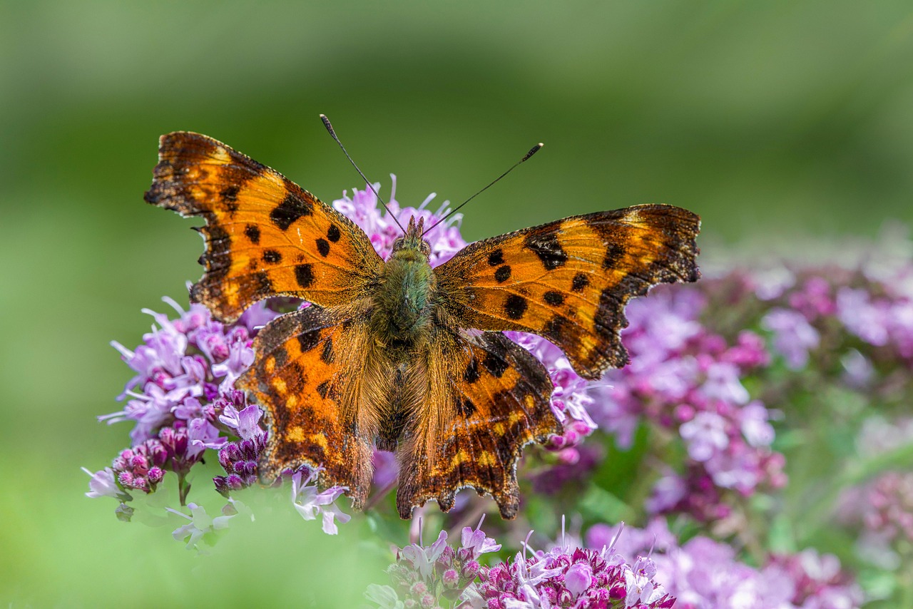 catalyseur nanostructuré en cuivre offrant des performances améliorées pour des réactions chimiques efficaces et durables.