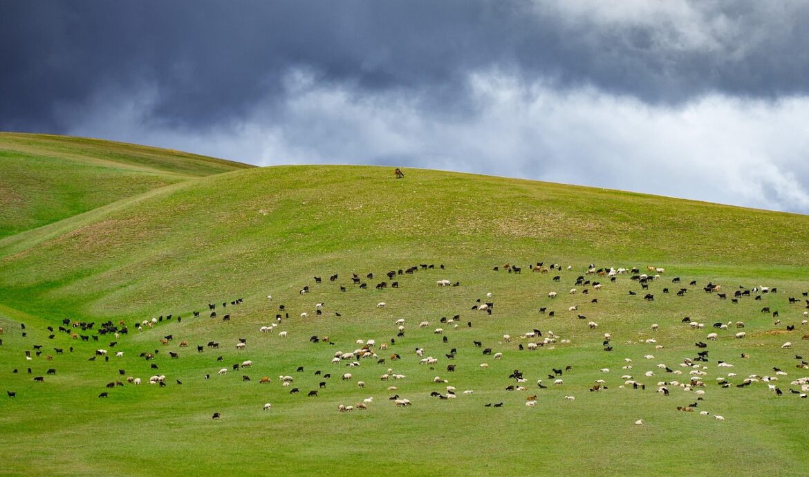 découvrez l'eco-grazing, une approche durable de pâturage naturel qui favorise la biodiversité et préserve l'environnement tout en offrant une gestion responsable des espaces verts.