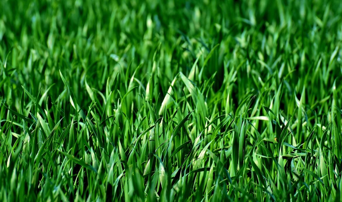 entretien et soins du lawn pour un jardin verdoyant et impeccable toute l'année.