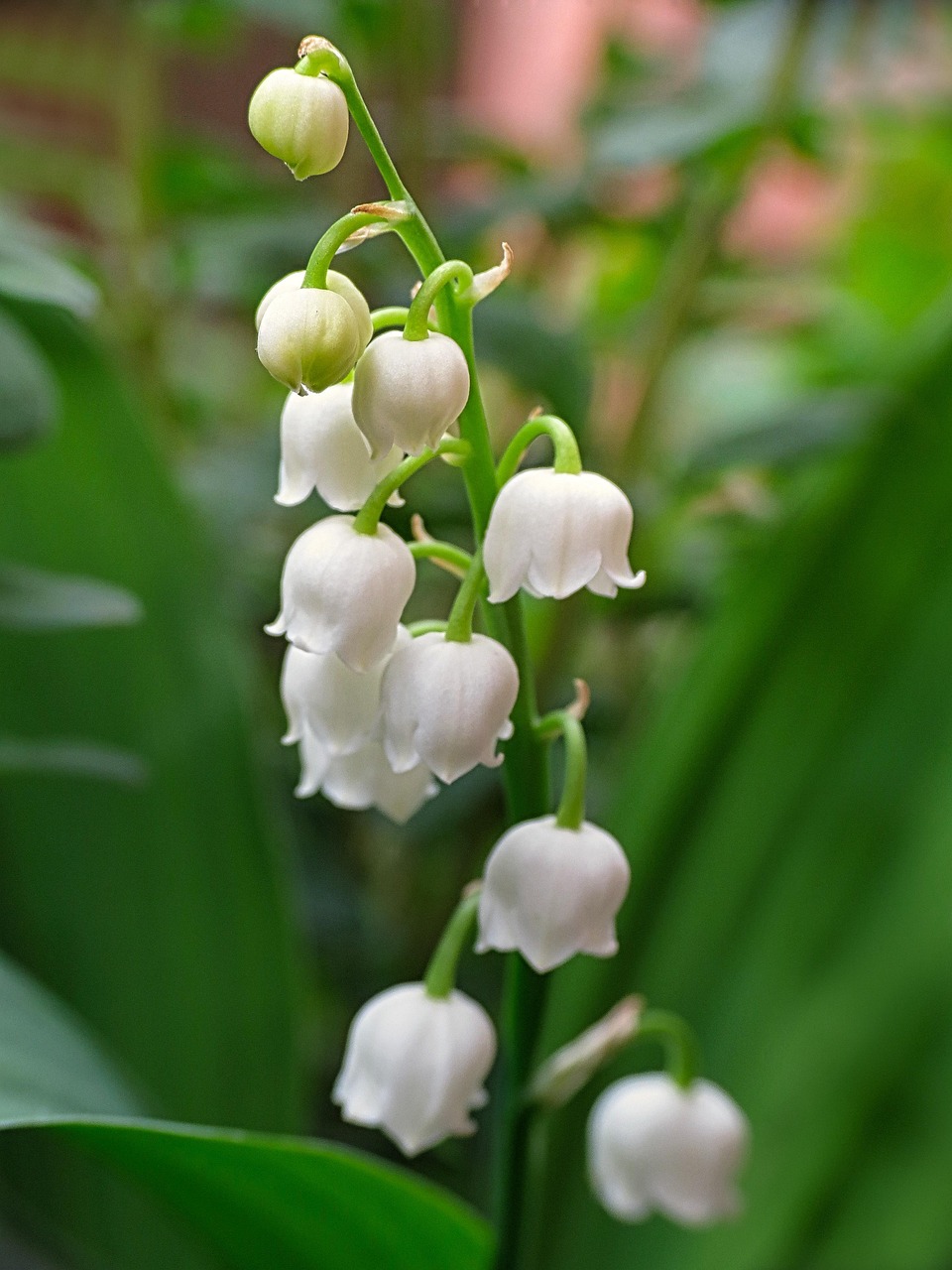 découvrez le muguet, une fleur délicate et parfumée symbole de bonheur et de renouveau, parfaite pour égayer vos jardins et célébrations.