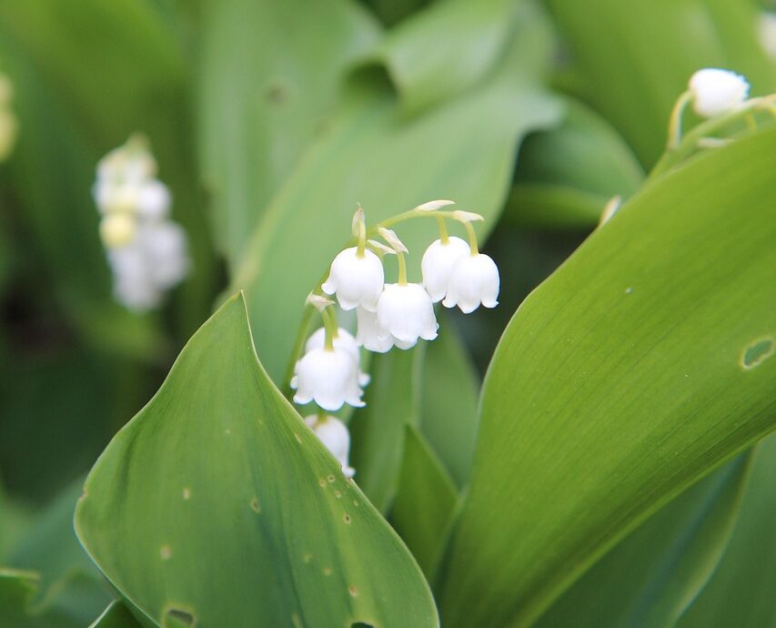 découvrez le muguet, symbole de bonheur et de retour du printemps, avec ses clochettes blanches délicates et son parfum envoûtant.