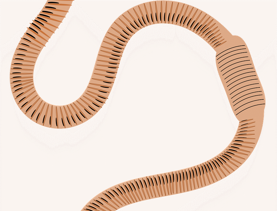 engrais biologique naturel pour améliorer la fertilité du sol et favoriser une croissance saine des plantes.
