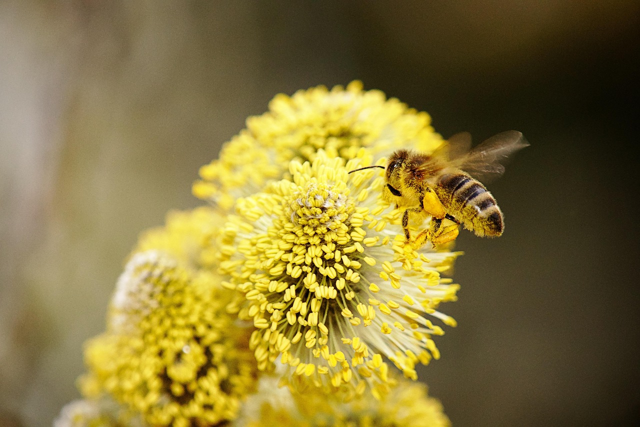 découvrez l'importance de la biodiversité dans votre jardin et comment favoriser un écosystème riche et équilibré pour la faune et la flore locales.