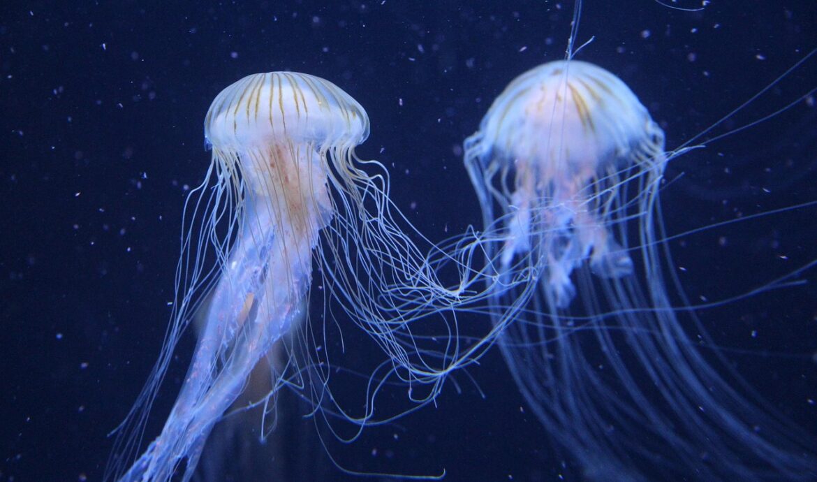 découvrez les mystères fascinants des océans, leur biodiversité riche et leur importance cruciale pour l'équilibre écologique de la planète.