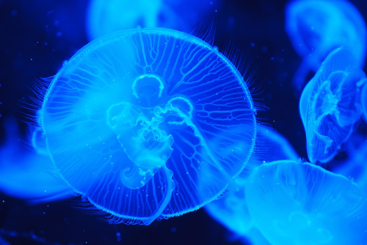 découvrez la beauté fascinante des océans, leur biodiversité exceptionnelle et leur importance vitale pour notre planète.