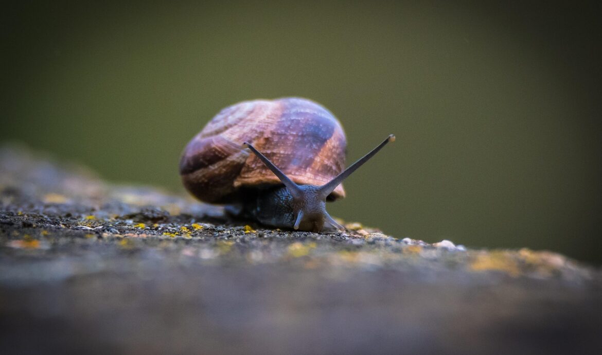 découvrez le mode de vie slow life : prendre le temps, apprécier l'instant présent et vivre en harmonie avec soi-même et la nature.